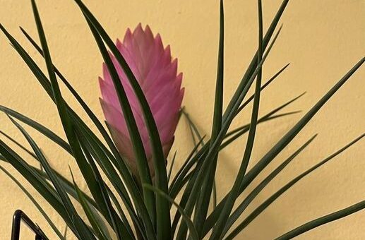 Bíborlilás szakállbromélia