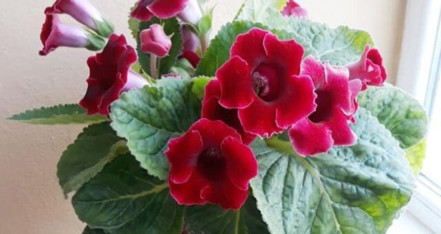 piros csuorka, gloxínia