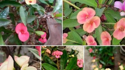 pompás kutyatej, töviskorona kutyatej (Euphorbia milii) virágok különbözős színekben
