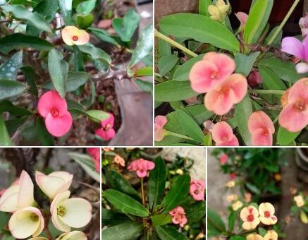 pompás kutyatej, töviskorona kutyatej (Euphorbia milii) virágok különbözős színekben