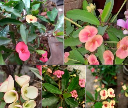 pompás kutyatej, töviskorona kutyatej (Euphorbia milii) virágok különbözős színekben