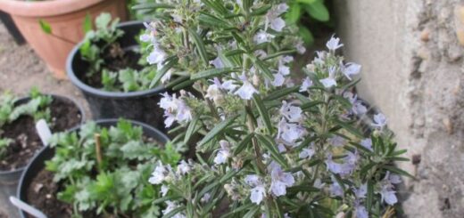 virágzó rozmaring cserépben