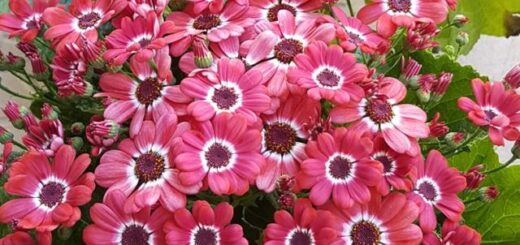 rózsaszín cinerária, szépséges csodaszem (Pericallis × hybrida)