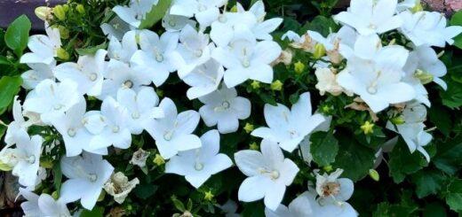 csüngő harangvirág fehér színben