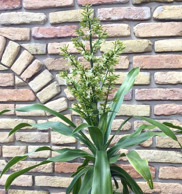 Sárkányfa Dracaena Gondozása Szaporítása Balkonada