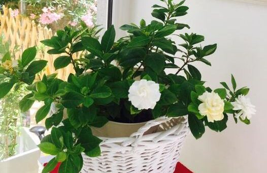 Gardénia (Gardenia jasminoides)