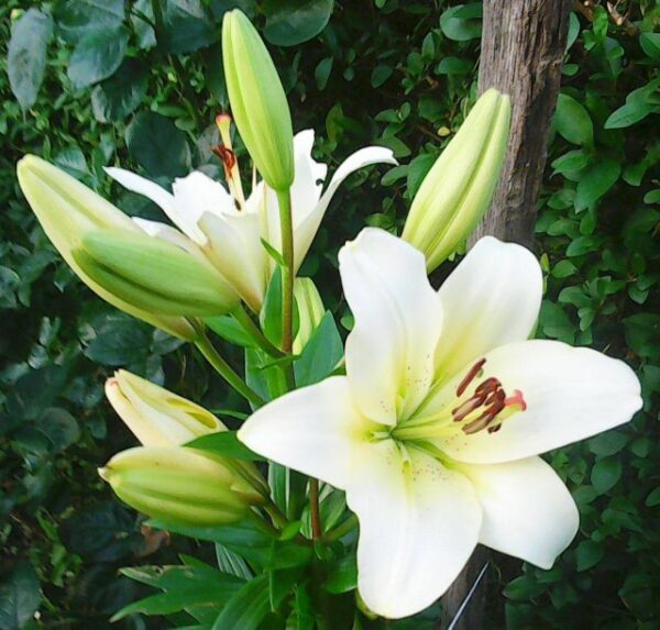 fehér kerti liliom (lilium)