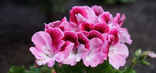 Nagyvirágú muskátli (Pelargonium Grandiflorum) vagy nemes muskátli