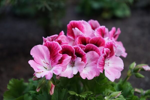 Nagyvirágú muskátli (Pelargonium Grandiflorum) vagy nemes muskátli