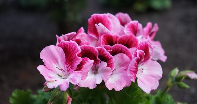 Nagyvirágú muskátli (Pelargonium Grandiflorum) vagy nemes muskátli