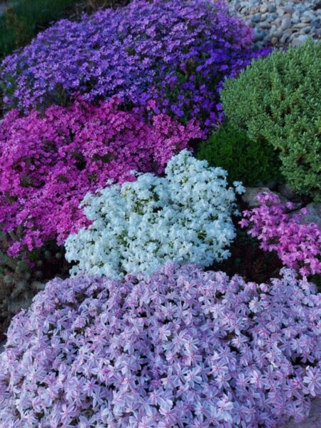 különböző színű árlevelű lánvirág bokrok