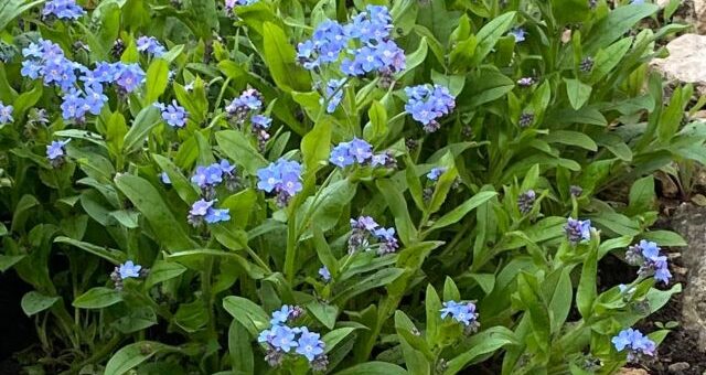 kék nefelejcs bokor