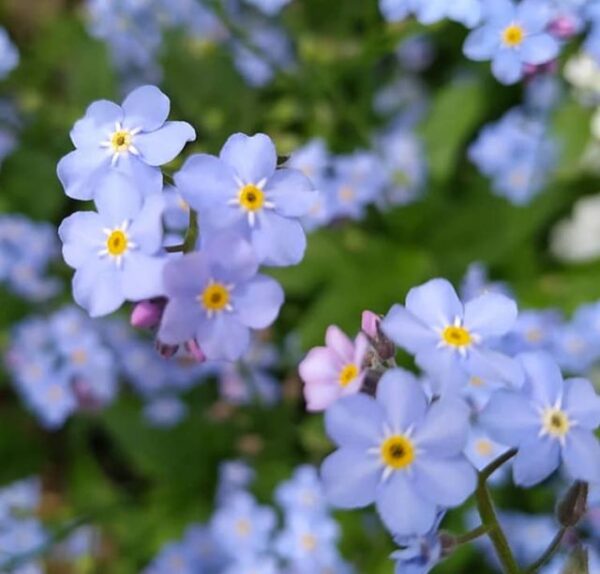 kék nefelejcs virágai