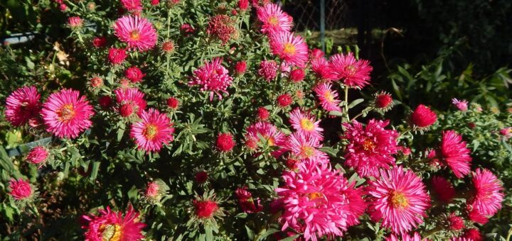 rózsaszínű évelő őszirózsa