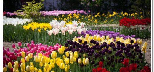 színes tulipánok a tavaszi hagymások kedvencei