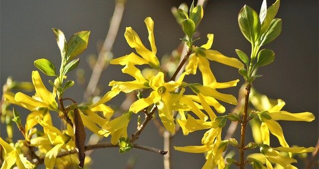 Aranycserje (Forsythia x intermedia)