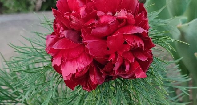 egy szál keleti bazsarózsa, másnéven kaporlevelű bazsarózsa