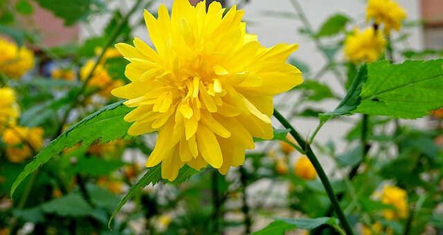 boglárkacserje aranysárga virága