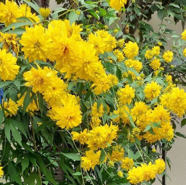 boglárkacserje bokor tele sárga virágokkal