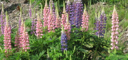 rózsaszín és lila csillagfürt virágok