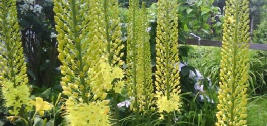 korbácsliliomok a kertben