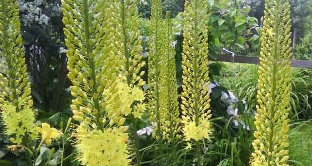 korbácsliliomok a kertben