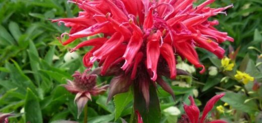 bíborszínű méhbalzsam (Monarda)