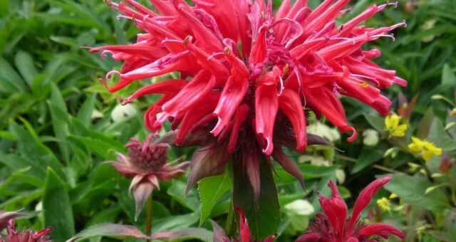 bíborszínű méhbalzsam (Monarda)