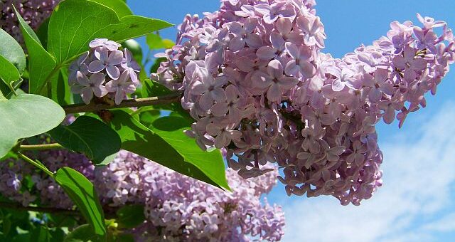 kerti orgona virágai