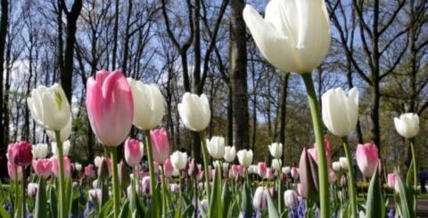 nagyfejű, színes tulipánok