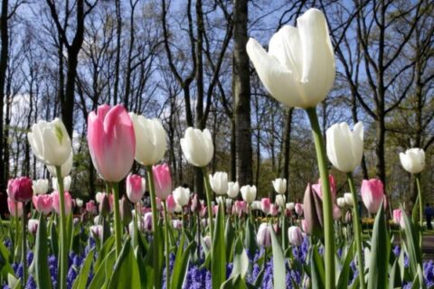 nagyfejű, színes tulipánok