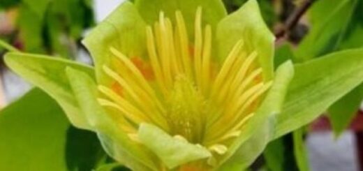 tulipánfa sárgászöld virága