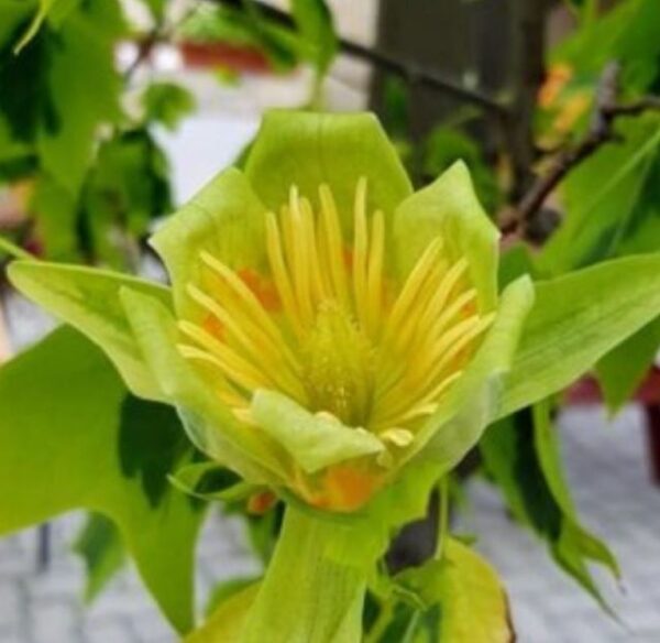 tulipánfa sárgászöld virága
