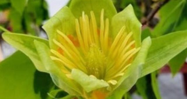 tulipánfa sárgászöld virága