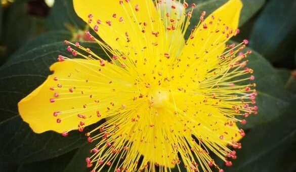 Bőrlevelű orbáncfű