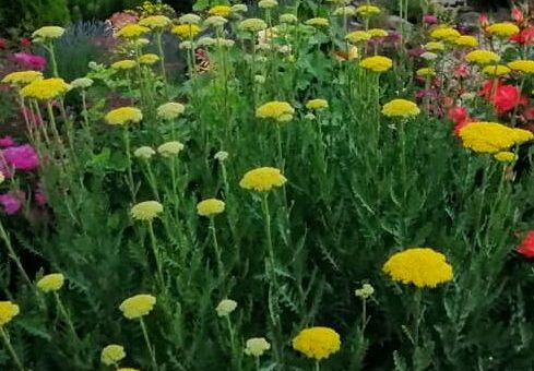 sárga cickafark viágok a kertben