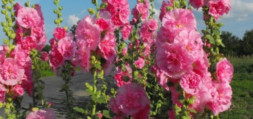 rószaszín, duplavirágú kerti mályvarózsa