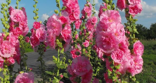 rószaszín, duplavirágú kerti mályvarózsa