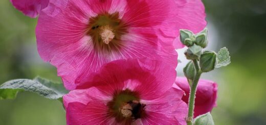 Évelő mályvarózsa (Alcea ficifolia)