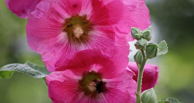Évelő mályvarózsa (Alcea ficifolia)