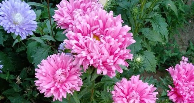 rózsaszín virágú őszirózsa bokor