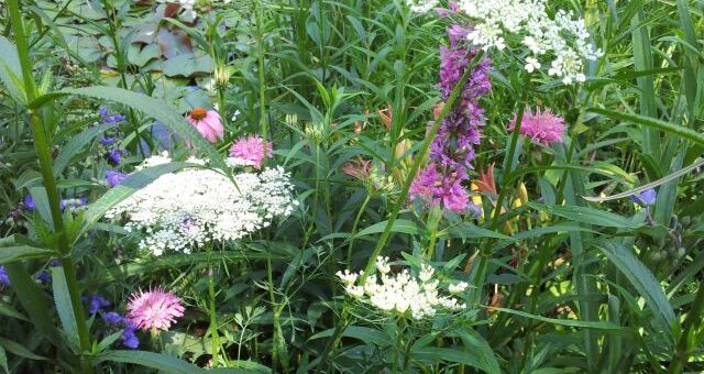 rusztikus, romantikus, vidéki kert