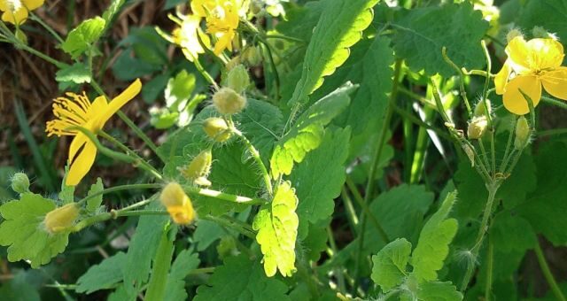 vérehulló fecskefű, Chelidonium majus