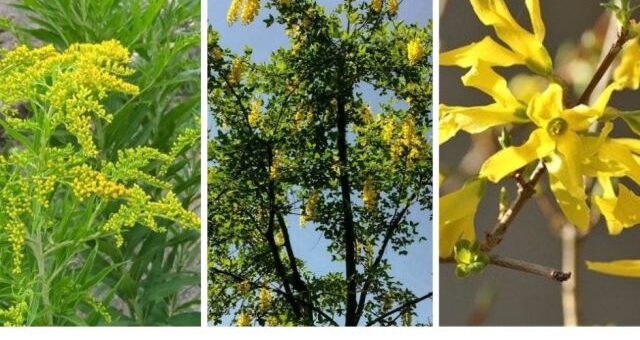 aranyvessző, aranyeső, aranycserje