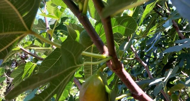 füge levelek és gyümölcs