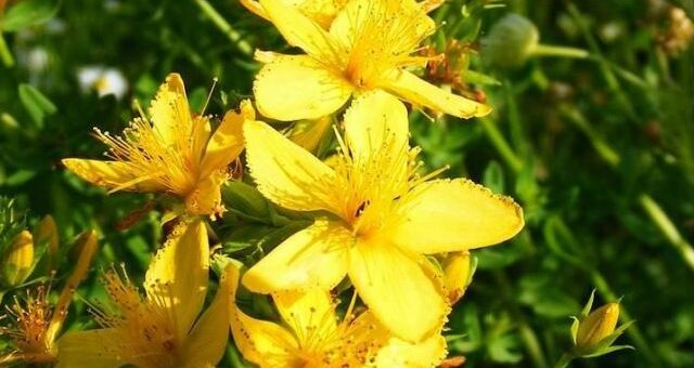 közönséges orbáncfű virága