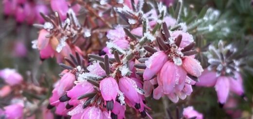 alpesi erika, más néven alpesi hanga virágai