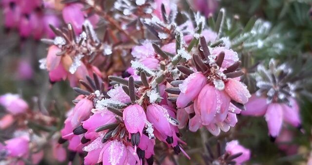 alpesi erika, más néven alpesi hanga virágai