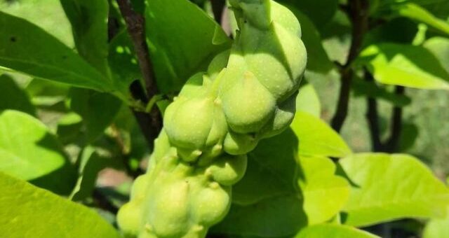 magnólia zöld termése