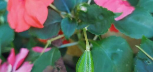 pistikevirág és magtok